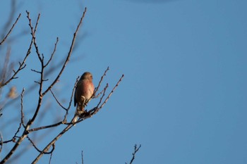 Siberian Long-tailed Rosefinch 市民鹿島台いこいの森 Sun, 3/1/2020