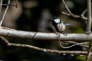 Japanese Tit 市民鹿島台いこいの森 Sun, 3/1/2020