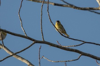 Eurasian Siskin 市民鹿島台いこいの森 Sun, 3/1/2020