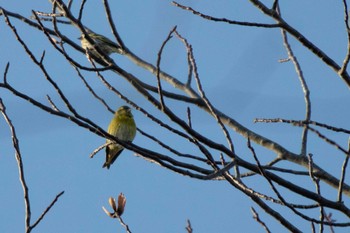 Eurasian Siskin 市民鹿島台いこいの森 Sun, 3/1/2020