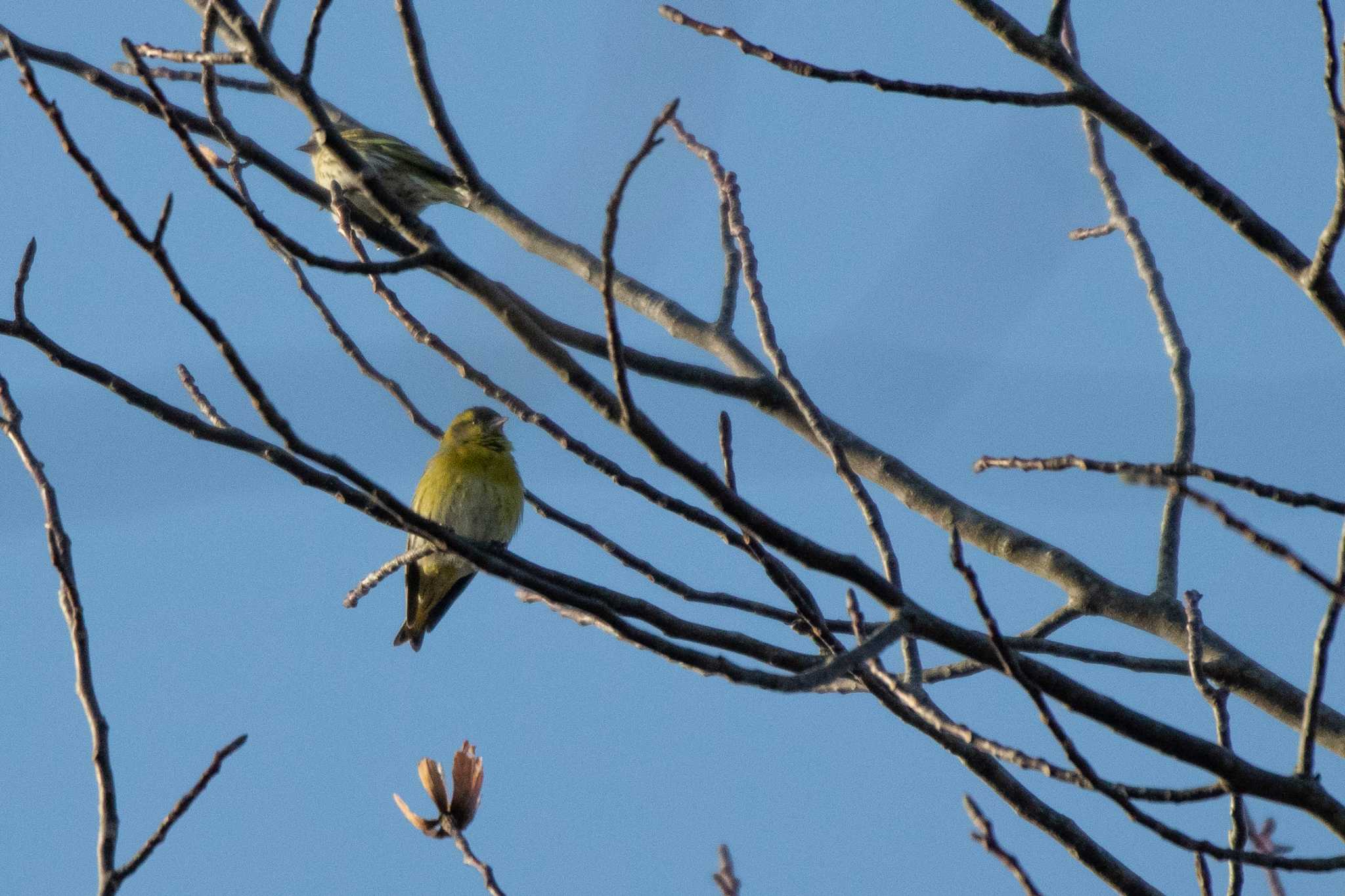 Eurasian Siskin