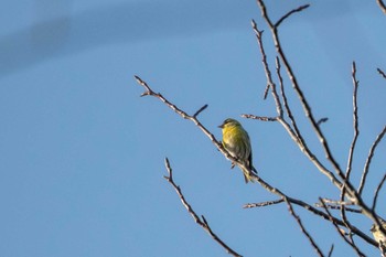 Eurasian Siskin 市民鹿島台いこいの森 Sun, 3/1/2020