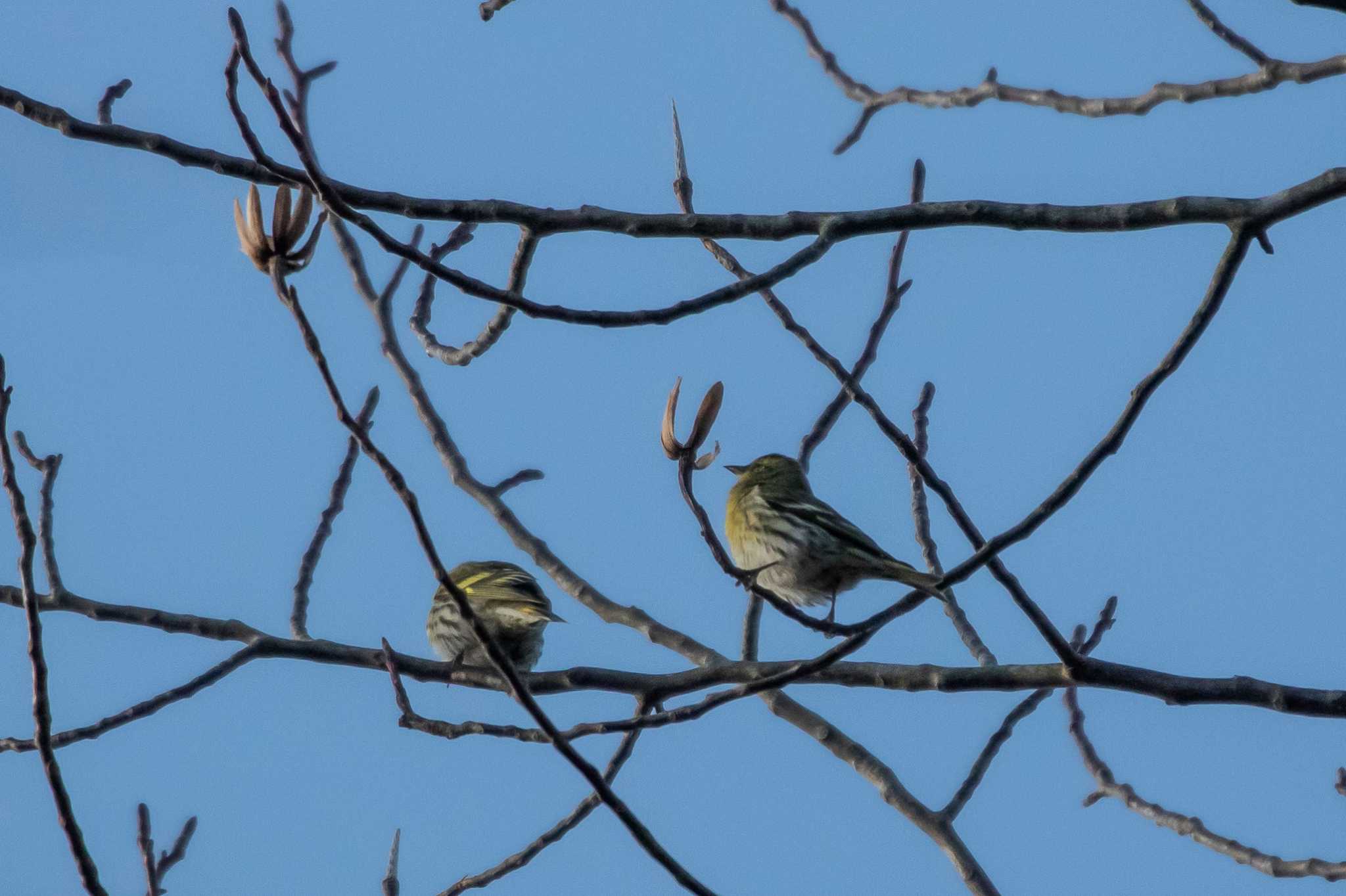 Photo of Eurasian Siskin at 市民鹿島台いこいの森 by かつきち