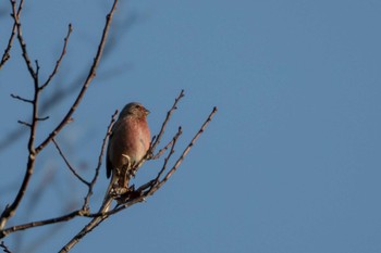 Siberian Long-tailed Rosefinch 市民鹿島台いこいの森 Sun, 3/1/2020