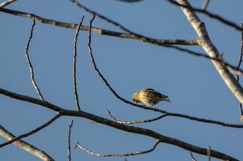 Eurasian Siskin 市民鹿島台いこいの森 Sun, 3/1/2020