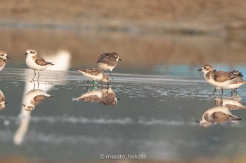 Red-necked Stint Khok Kham Bird Center Sun, 2/9/2020