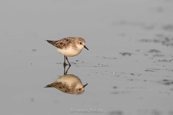 Red-necked Stint Khok Kham Bird Center Sun, 2/9/2020