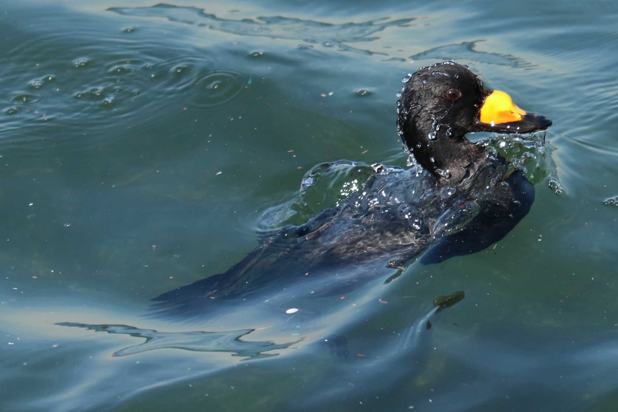 Black Scoter