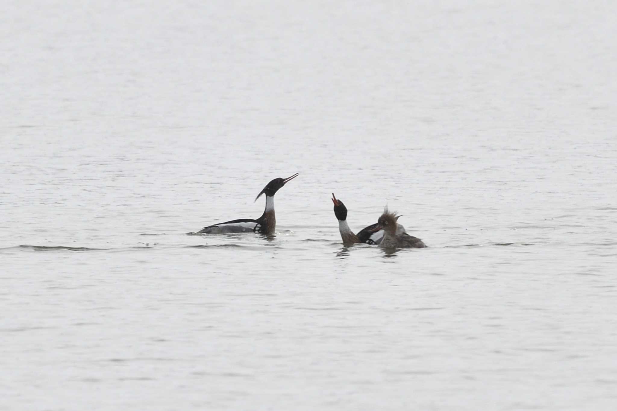 Photo of Red-breasted Merganser at 石狩川河口 by mike2475