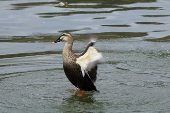 Eastern Spot-billed Duck Arima Fuji Park Sun, 3/1/2020