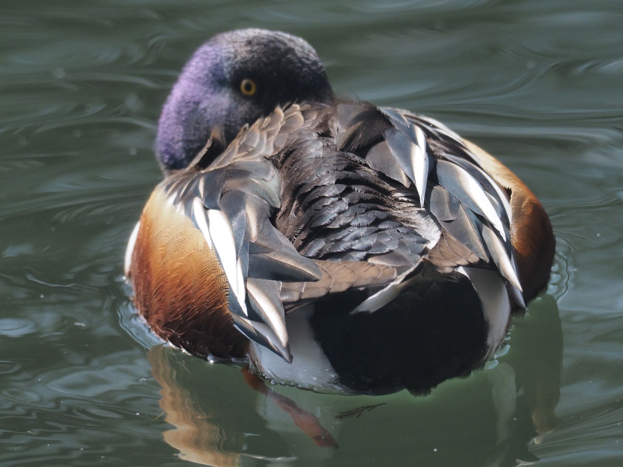 井の頭公園 ハシビロガモの写真 by okamooo