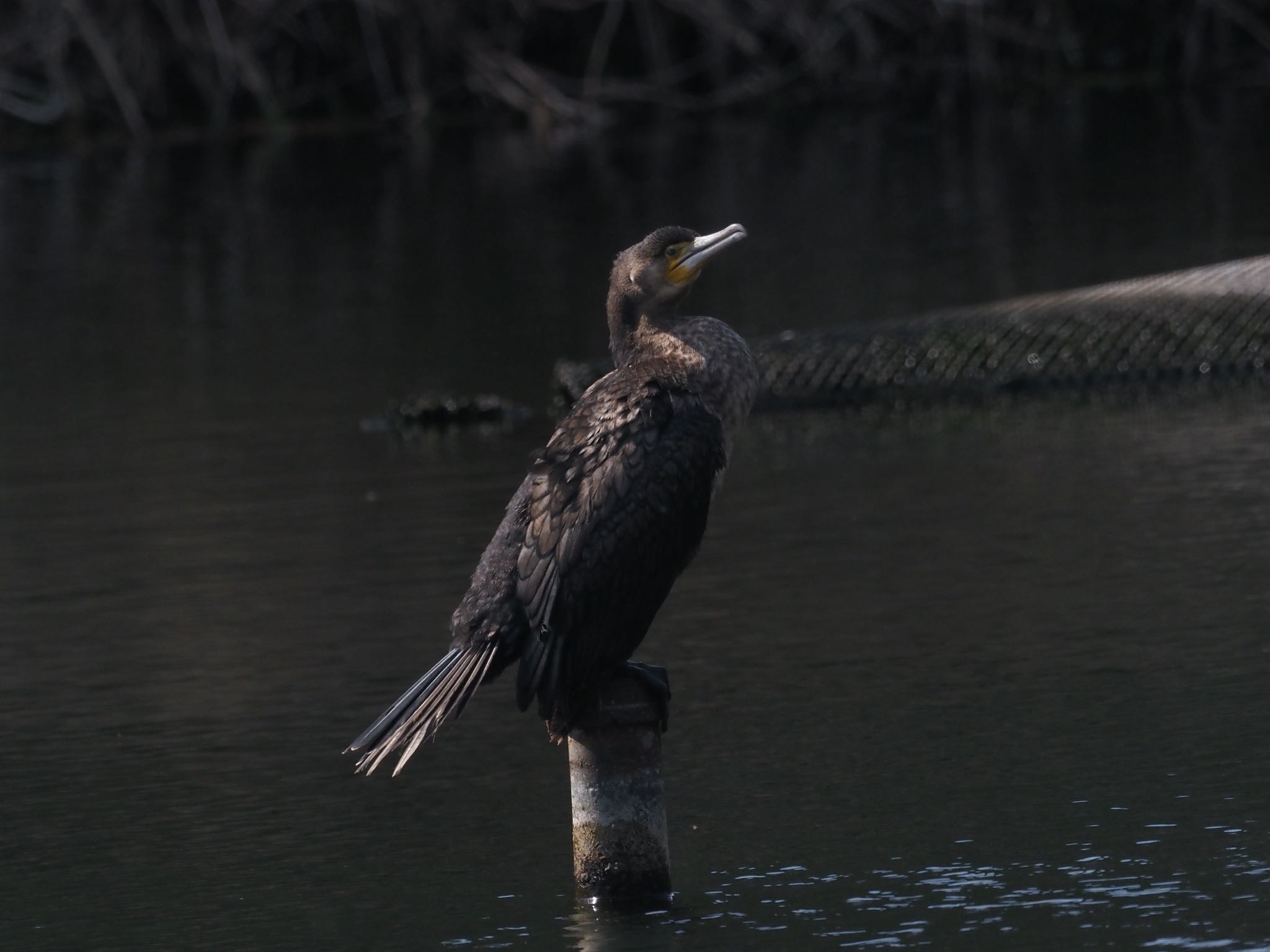 カワウ