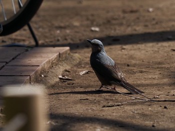 2020年3月1日(日) 井の頭公園の野鳥観察記録