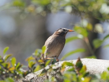 ムクドリ 井の頭公園 2020年3月1日(日)