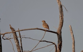 Indian Bush Lark