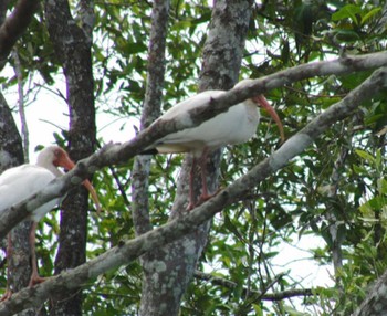 American White Ibis