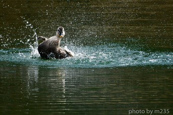 Eastern Spot-billed Duck 櫛形山周辺 Sun, 3/1/2020