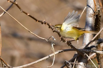 Japanese Bush Warbler 河川敷 Sun, 3/1/2020