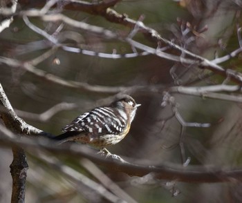 Sat, 12/19/2015 Birding report at Hayatogawa Forest Road