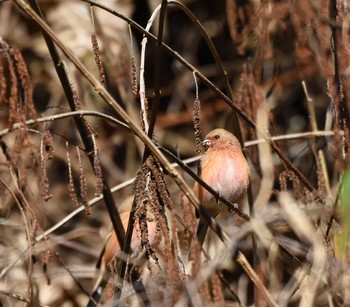 Siberian Long-tailed Rosefinch Hayatogawa Forest Road Sat, 12/19/2015