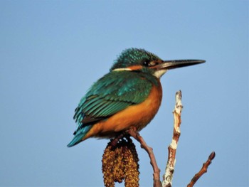 Common Kingfisher 境川遊水地公園 Sun, 3/1/2020