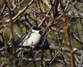 2015年12月19日(土) 東京大学附属植物園の野鳥観察記録