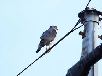 Sun, 3/1/2020 Birding report at 東京都世田谷区