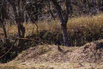 Green Pheasant 栃木県日光市 Sun, 3/1/2020