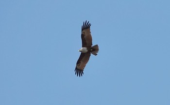 Brahminy Kite タイ中部 Tue, 2/11/2020