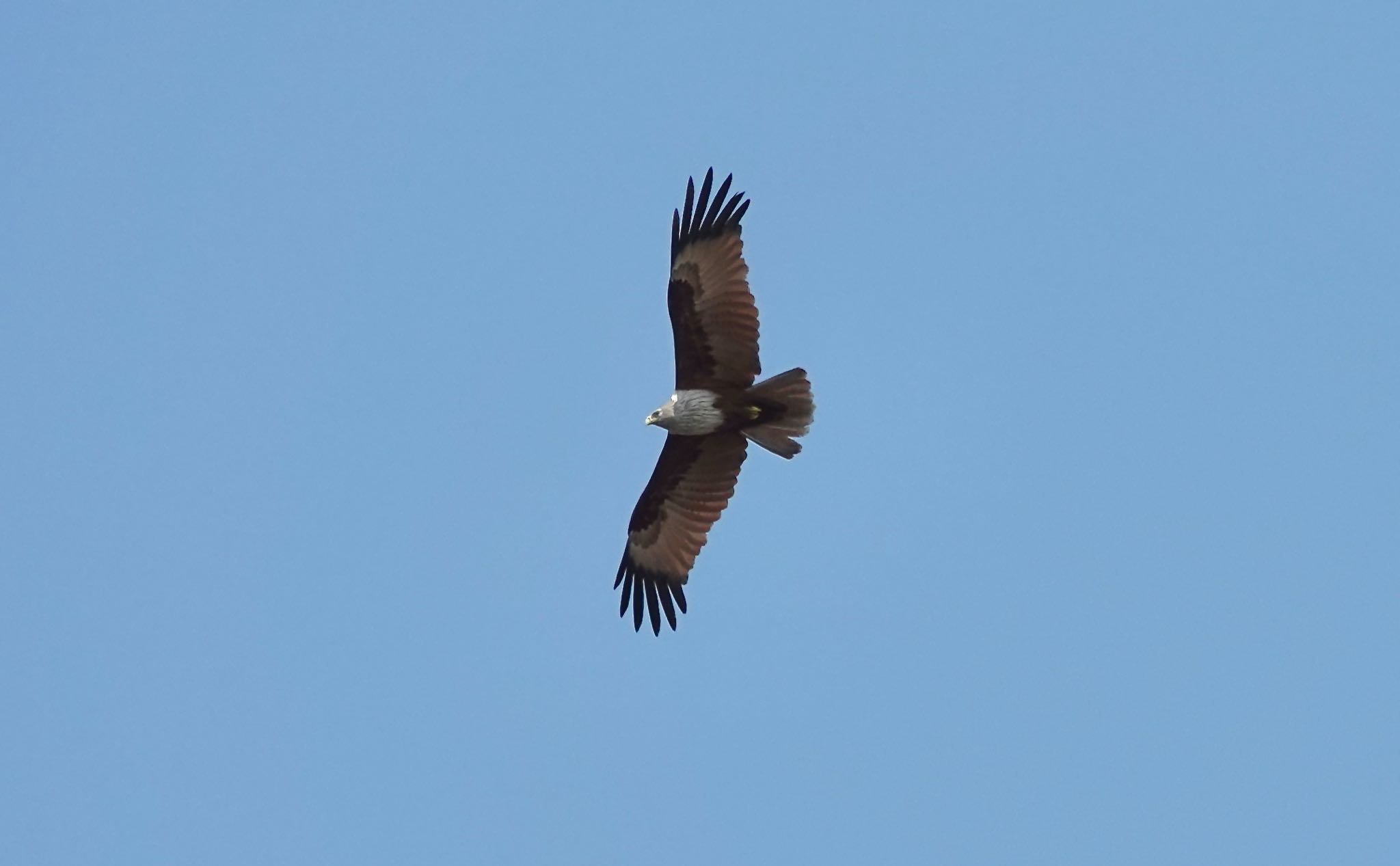 Photo of Brahminy Kite at タイ中部 by のどか