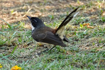 Malaysian Pied Fantail タイ中部 Tue, 2/11/2020