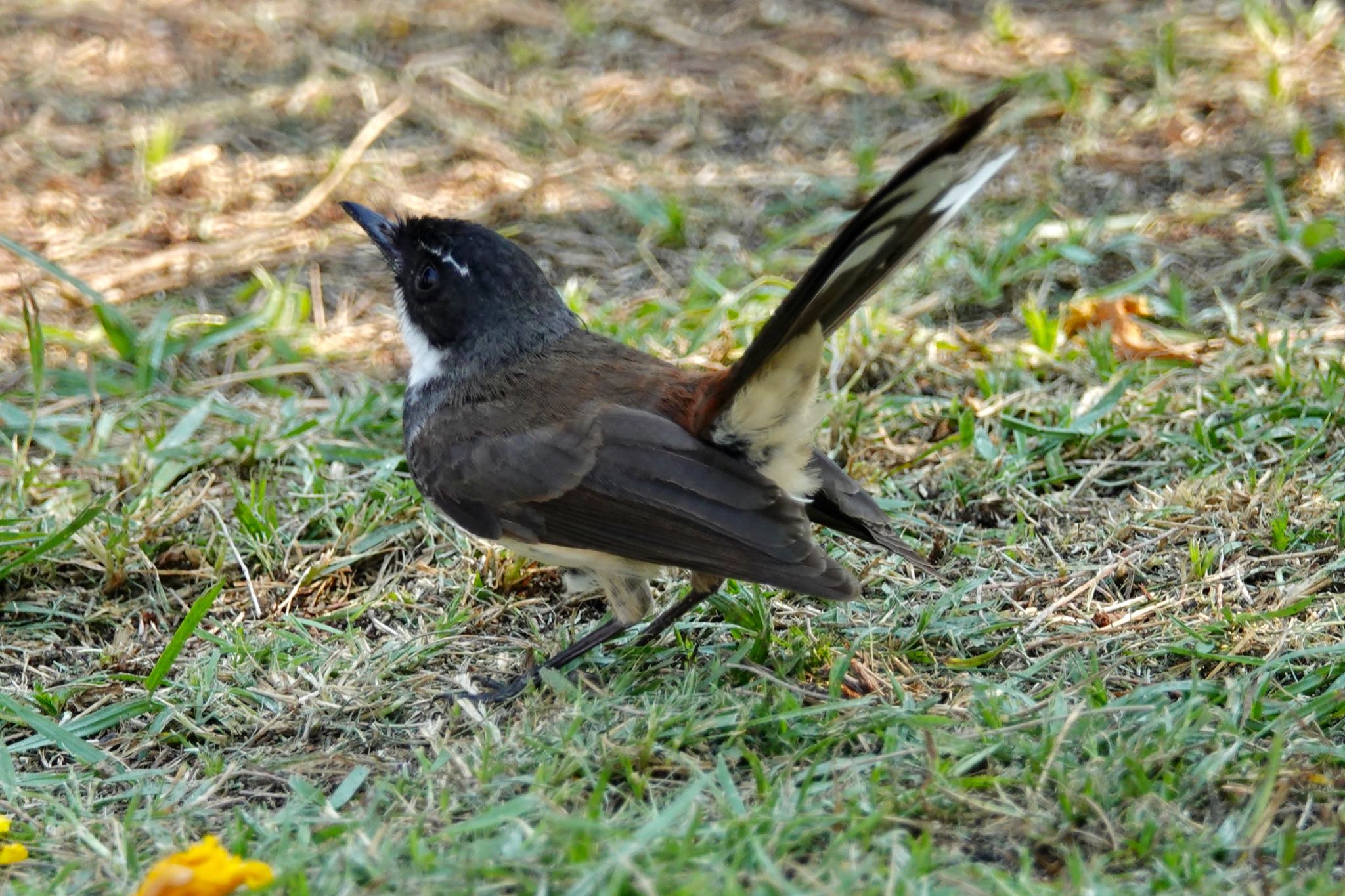 タイ中部 ムナオビオウギビタキの写真 by のどか