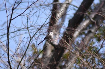 エナガ 須磨離宮公園 2020年3月1日(日)