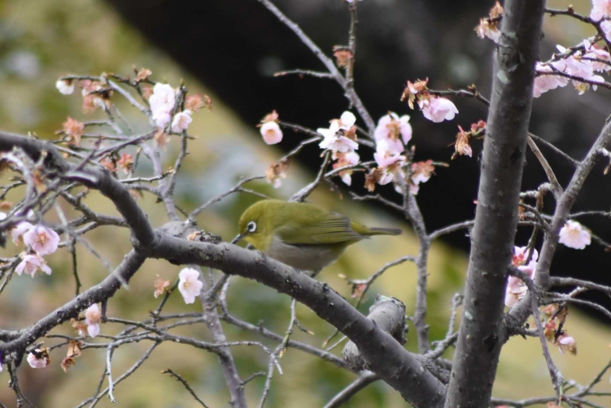 Photo of Warbling White-eye at 須磨離宮公園 by 五色鳥