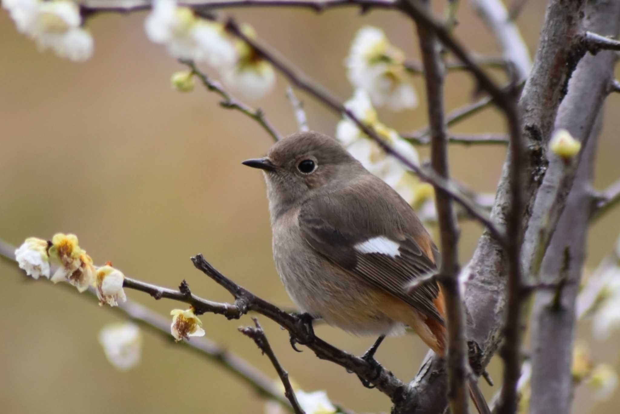 Photo of Daurian Redstart at 須磨離宮公園 by 五色鳥