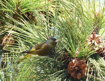 Sun, 12/20/2015 Birding report at Kasai Rinkai Park