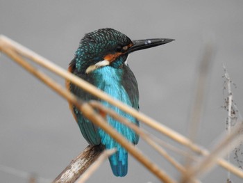 Sun, 3/1/2020 Birding report at 高野川、京都