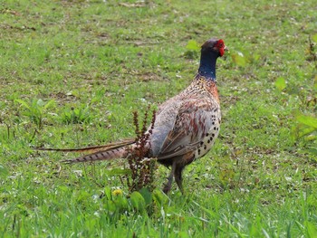 Common Pheasant 東屯田遊水地 Tue, 8/27/2019