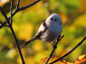 シマエナガ 北海道　空知 2019年10月10日(木)