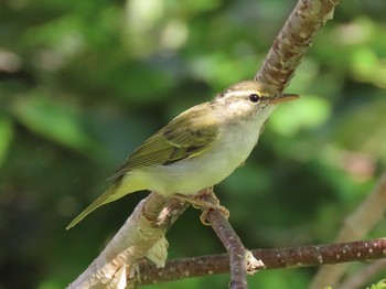 Eastern Crowned Warbler 北海道　空知 Tue, 8/6/2019