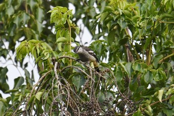 Varied Triller Iron Range National Park Tue, 10/15/2019