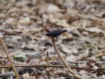 2020年1月14日(火) グラナイトコージネイチャーパークの野鳥観察記録