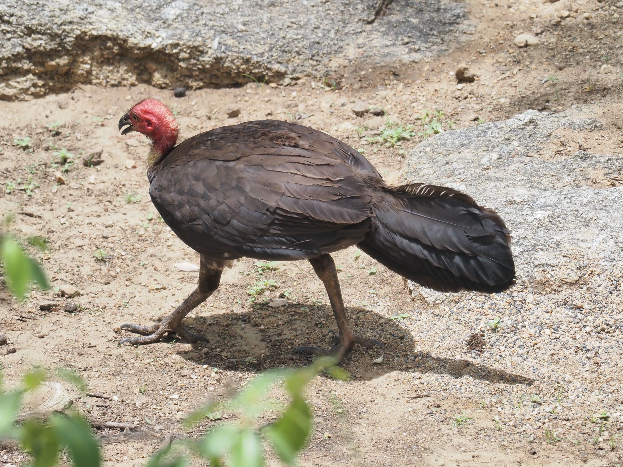 Photo of Australian Brushturkey at グラナイトコージネイチャーパーク by okamooo