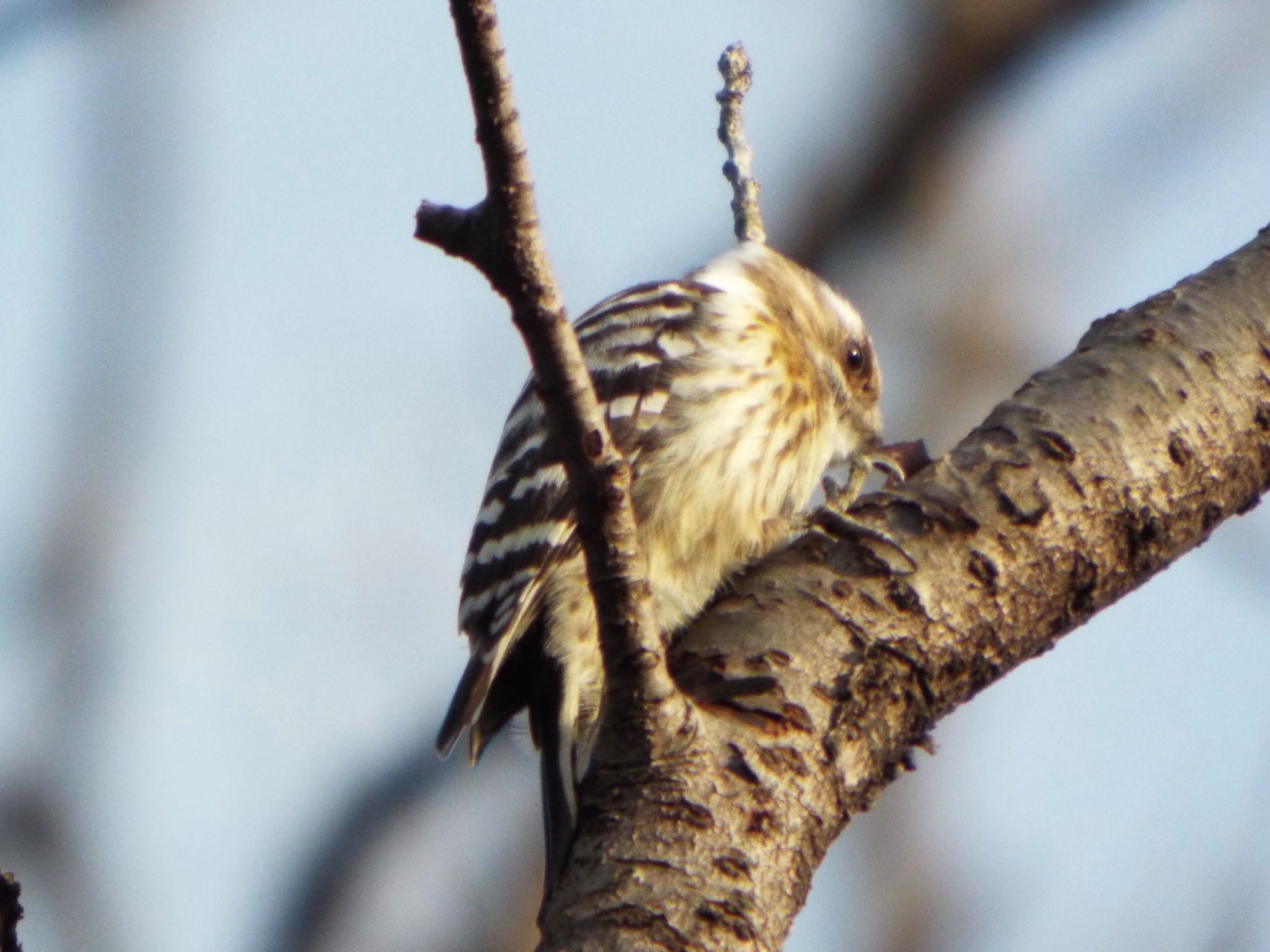 Photo of Japanese Pygmy Woodpecker at 生田緑地 by まさ