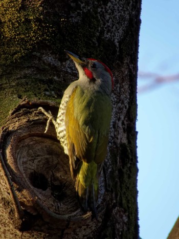 Japanese Green Woodpecker 東京都立小金井公園 Wed, 12/23/2015