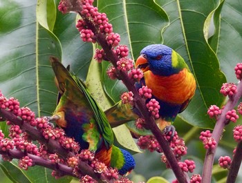 Rainbow Lorikeet マウントモロイ Tue, 1/14/2020