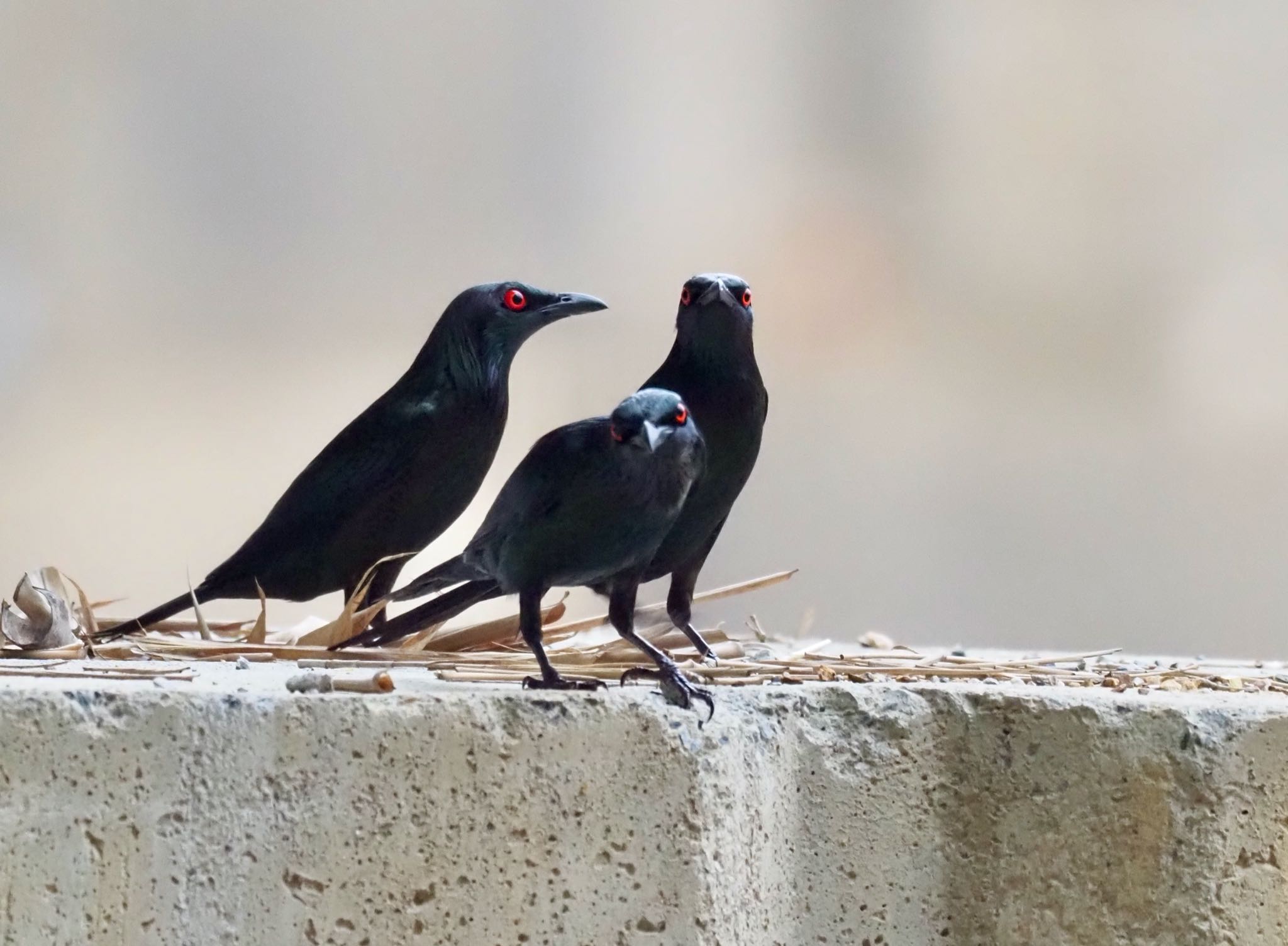 Metallic Starling