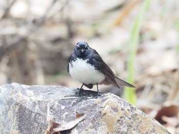 Willie Wagtail Kingfisher Park Lodge Tue, 1/14/2020