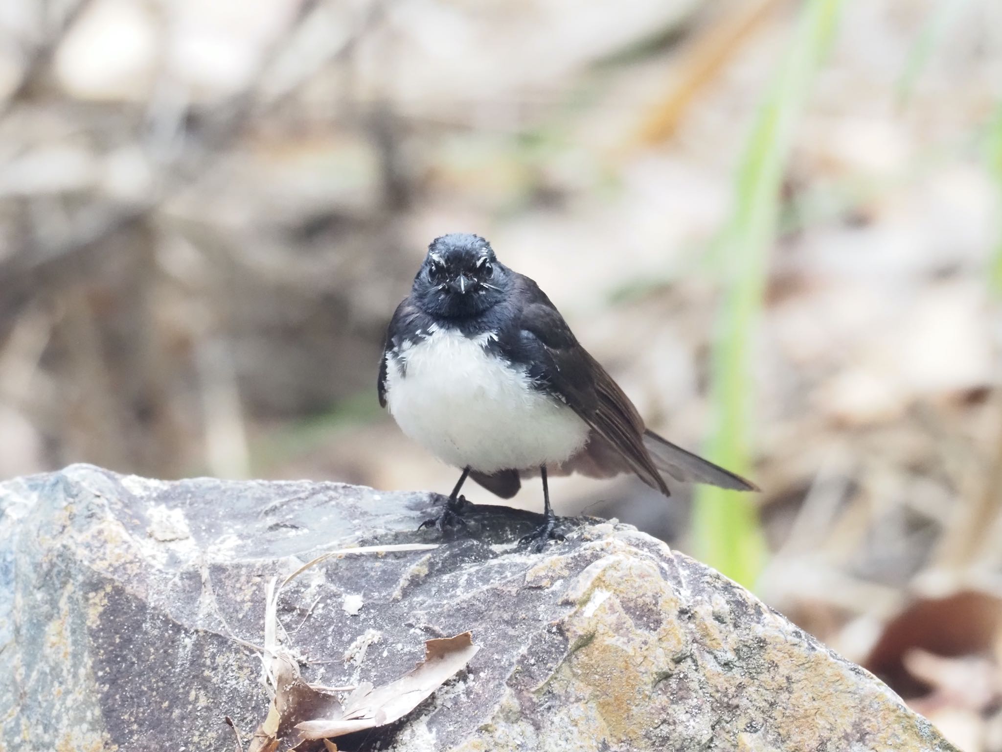 Willie Wagtail