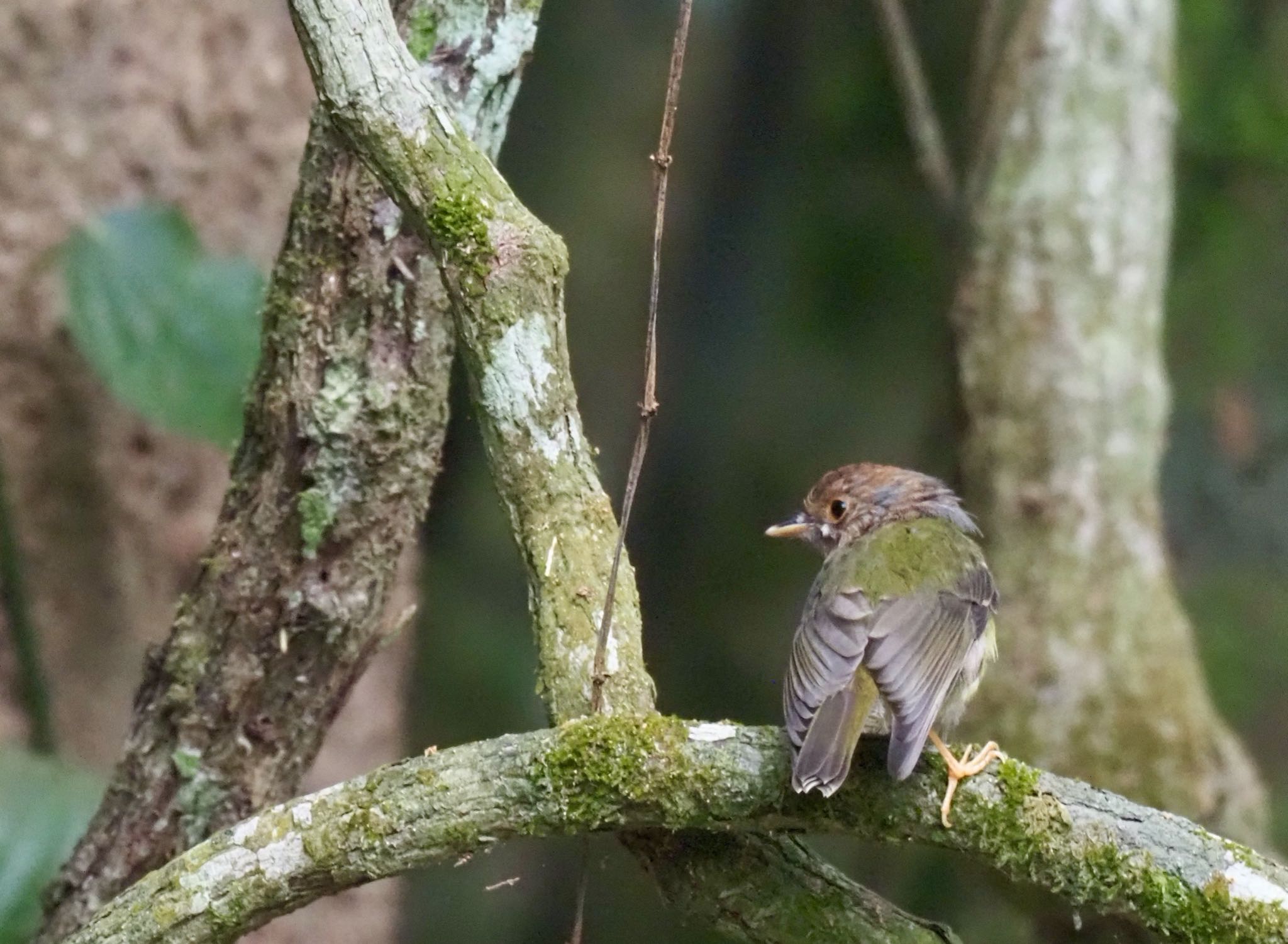 Photo of Pale-yellow Robin at Kingfisher Park Lodge by okamooo